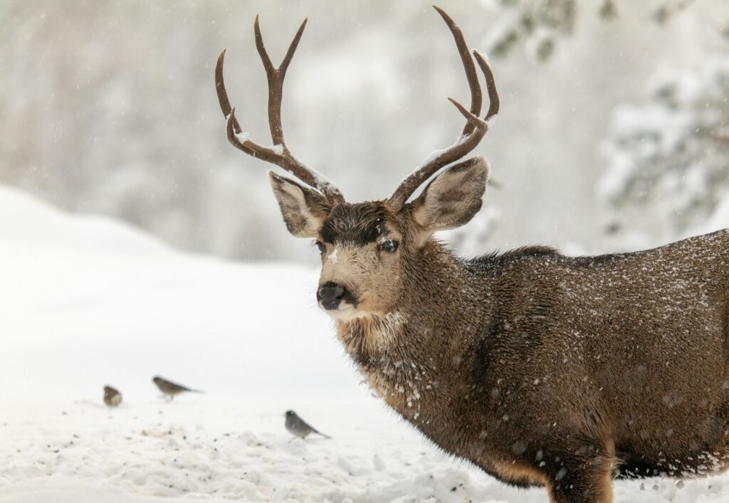 Running Water Hunting - Turkey, Mule Deer, Whitetail hunting in Nebraska