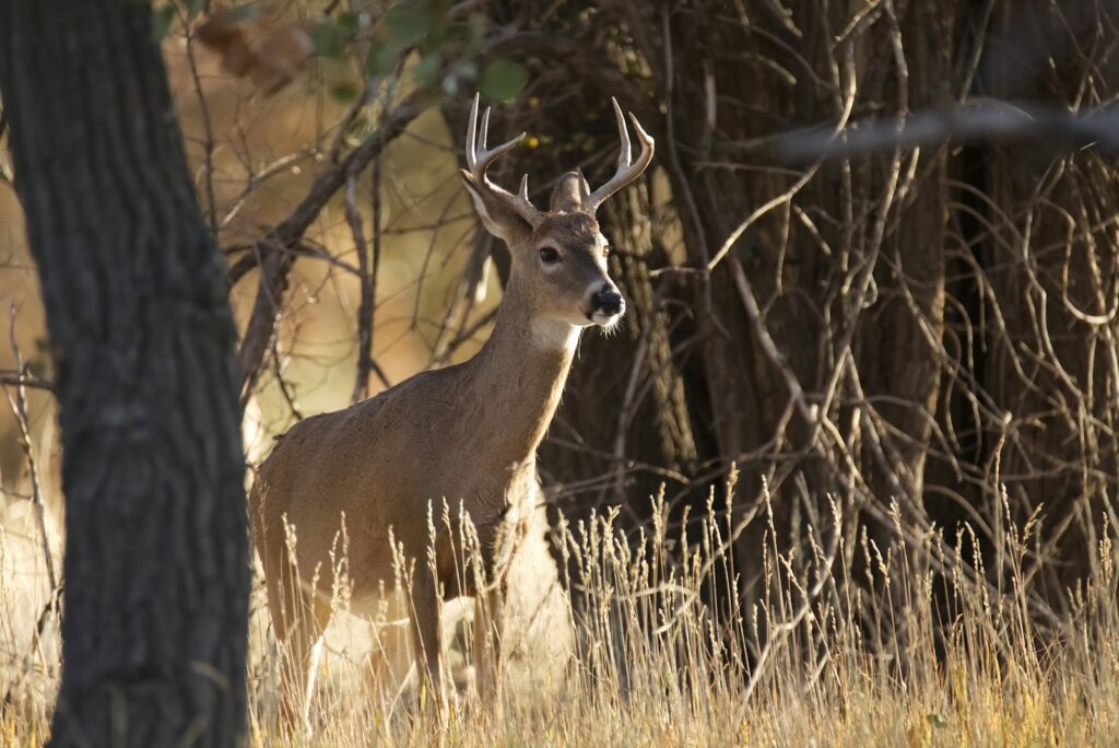 Shady Grove Outfitters - Turkey, Hogs, Whitetail hunting in Alabama