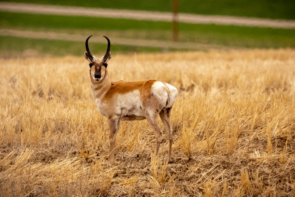 SNS Outfitter & Guides - Elk, Mule Deer, Pronghorn hunting in Wyoming