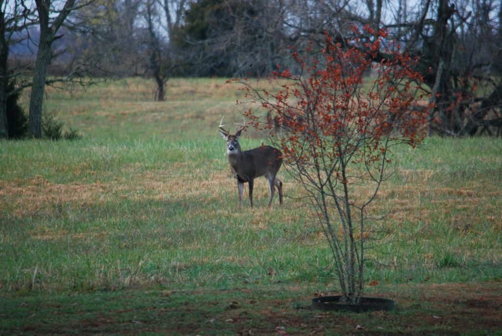 Spring Creek Outfitters - Turkey, Bear, Whitetail, Upland Birds, Pheasant hunting in Arkansas