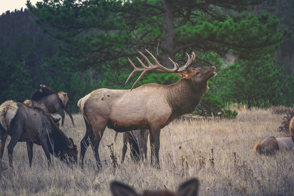 Steve’s Hunts - Elk hunting in New Mexico