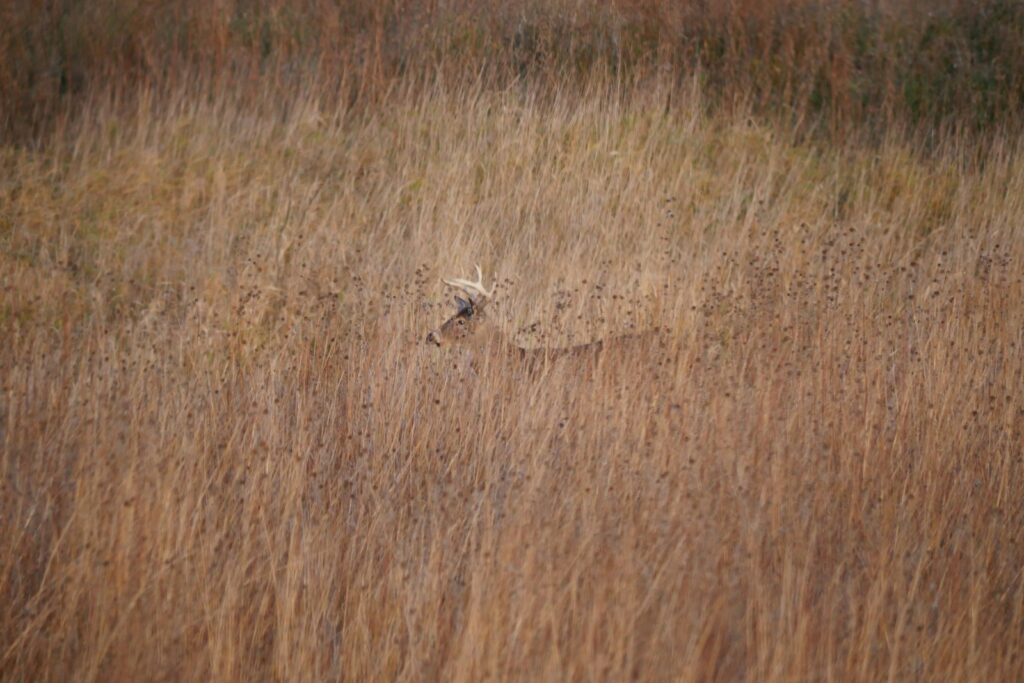 Stuart Ranch Outfitters - Whitetail, Turkey, Waterfowl, Hogs hunting in Oklahoma