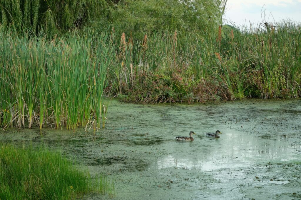 Swamp Nasty Outfitters - Waterfowl hunting in Oklahoma