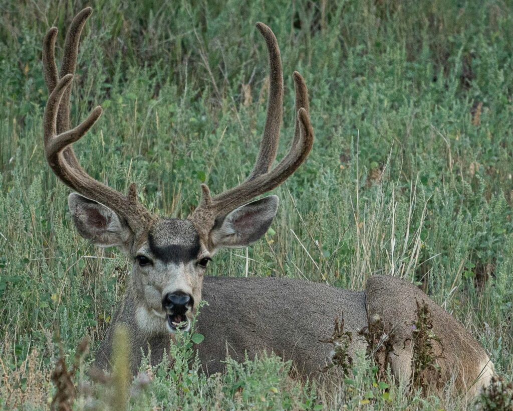 Tallahatchie Hunts - Waterfowl, Whitetail hunting in Mississippi