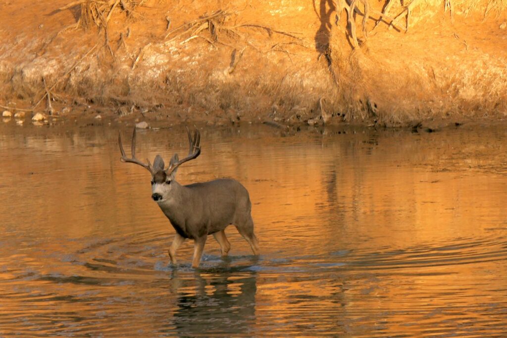 TC Outfitters - Whitetail, Turkey, Waterfowl, Exotics hunting in Texas