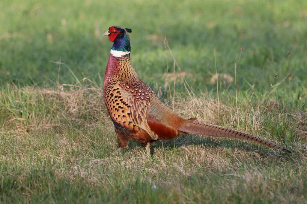 The Sanctuary Ranch - Pheasant, Upland Birds, Bear, Whitetail, Hogs hunting in Arkansas
