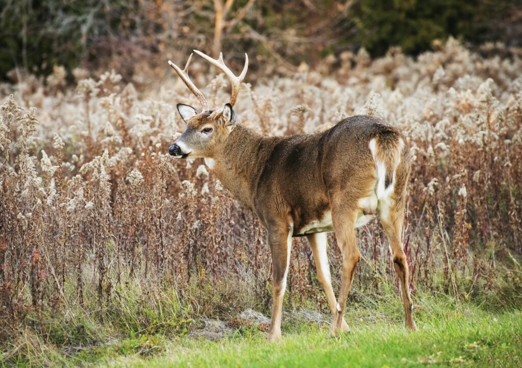 Timberghost Ranch - Turkey, Whitetail hunting in Iowa