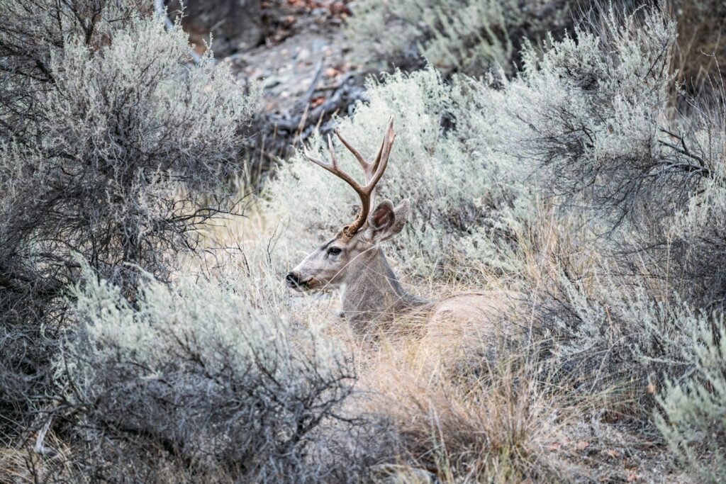 Tinnin Hunt Club - Elk, Turkey, Waterfowl, Pheasant, Upland Birds, Mule Deer hunting in New Mexico