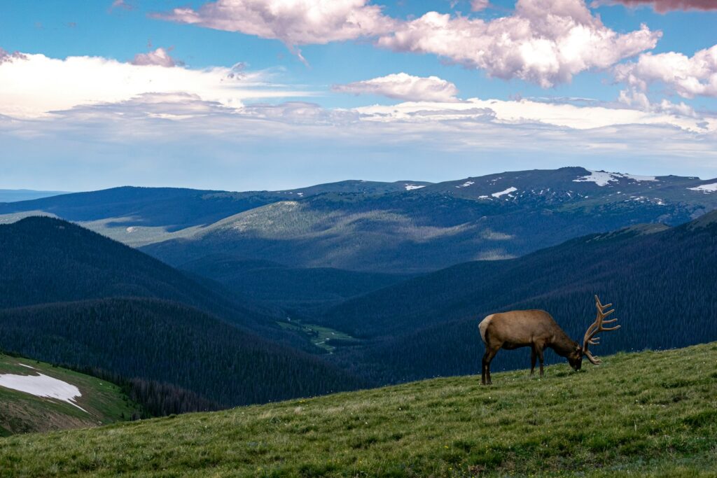 Topnotch Outfitters - Elk, Turkey, Pronghorn, Mule Deer, Exotics hunting in New Mexico
