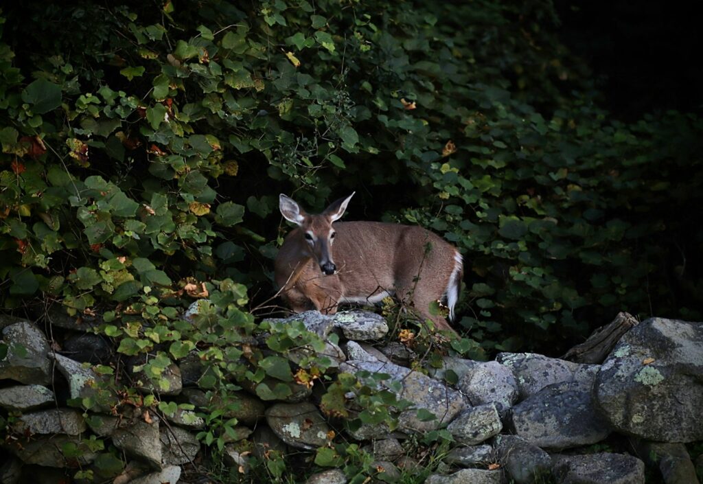 Trash Rack Outfitters - Whitetail, Exotics, Hogs, Turkey hunting in Texas