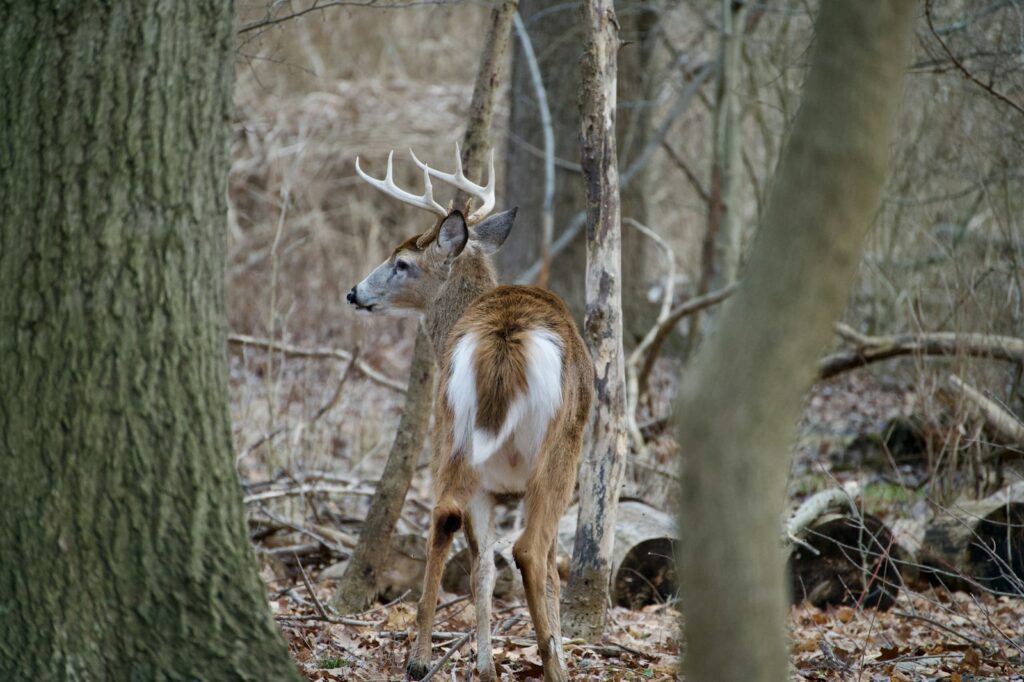 Triple Crown Outfitters - Turkey, Whitetail hunting in Kentucky