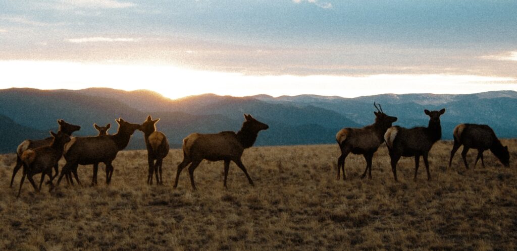 Turner Ranch Outfitting (Vermejo Park Ranch) - Elk, Turkey, Pronghorn, Mule Deer hunting in New Mexico