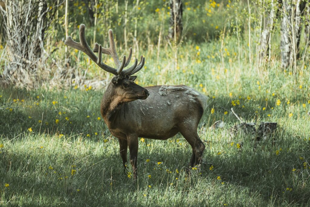 Twisted Tine Outfitters - Elk, Mule Deer hunting in Colorado
