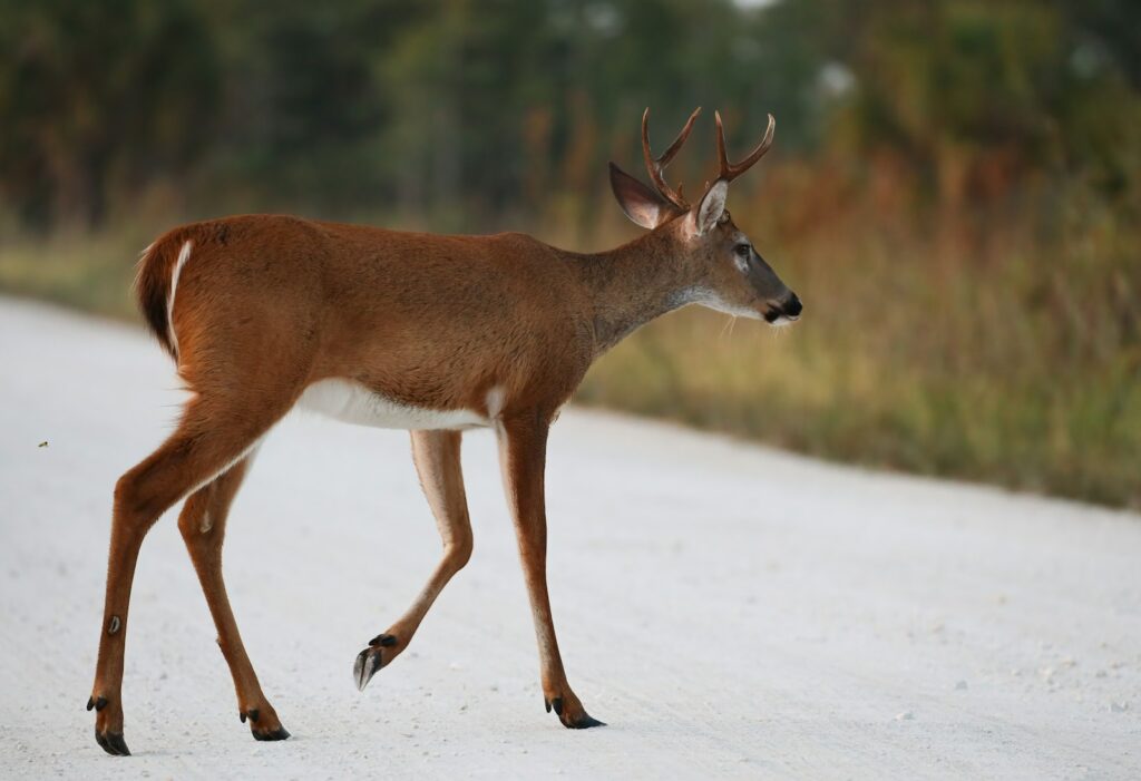 Whitetail Heaven Outfitters - Whitetail, Waterfowl, Pheasant, Upland Birds hunting in Oklahoma
