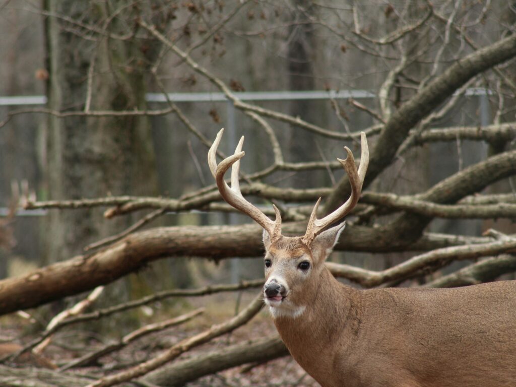 Woods-N-Water Outfitters - Turkey, Whitetail hunting in Georgia